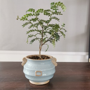 Pot de fleurs en céramique