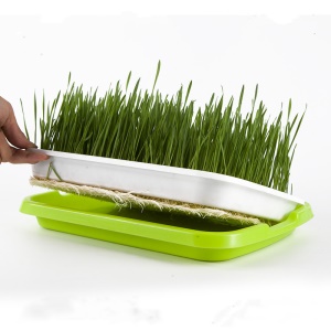Pots de germination d'eau sans sol pour usage domestique