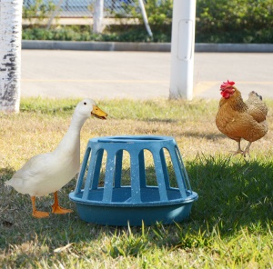 Mangeoires  pour l'élevage de poulets