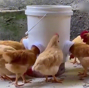Poultry Pro Feeder Mangeoire pour poulets résistant à la pluie