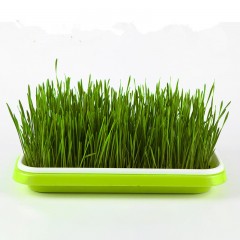Pots de germination d'eau sans sol pour usage domestique
