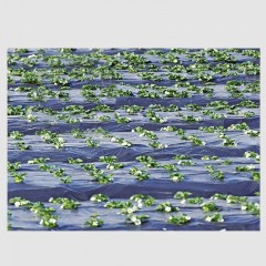 Film PE isolant et hydratant en paillis noir